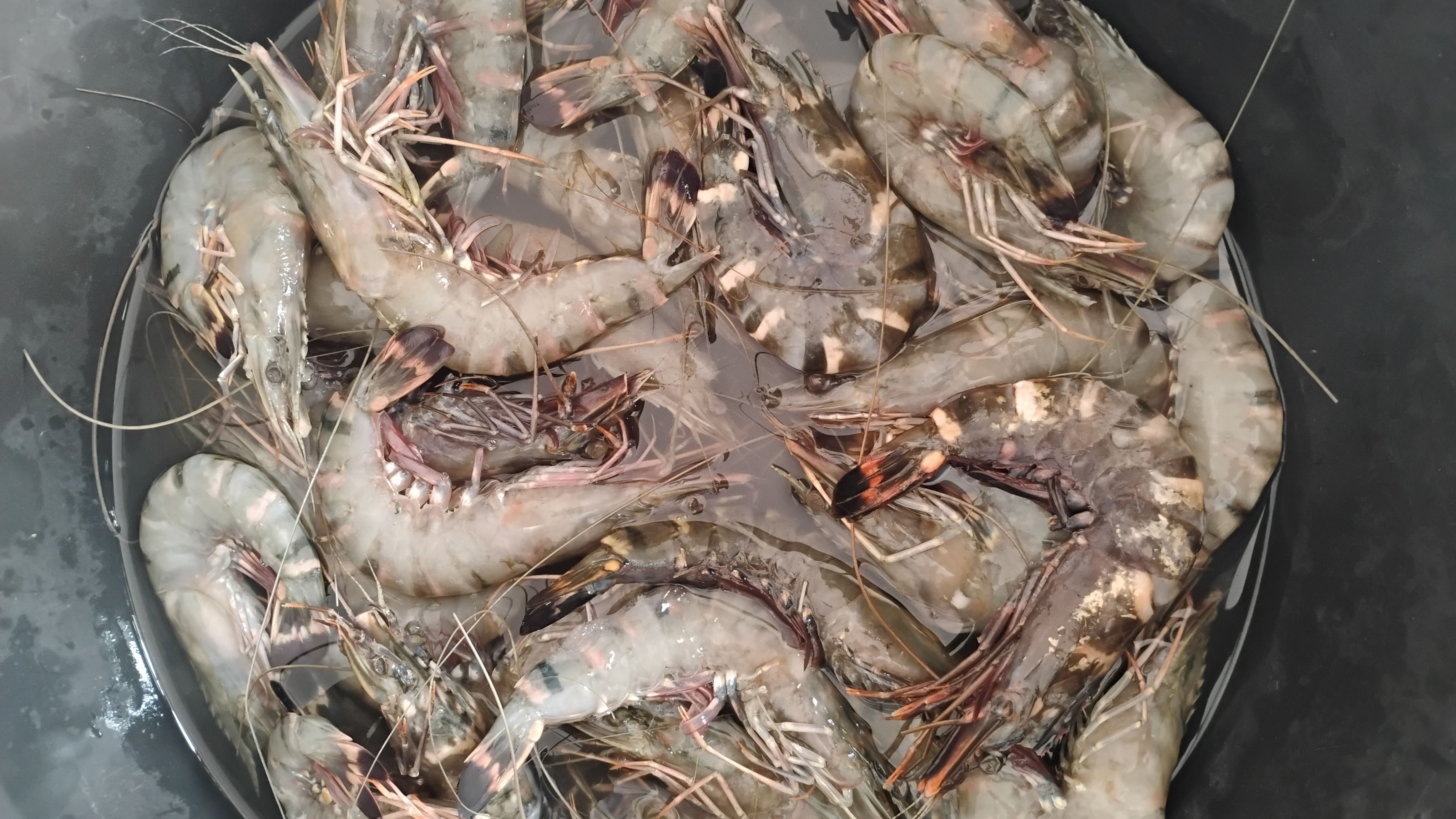 Udang Windu/Pedet 15 ekor